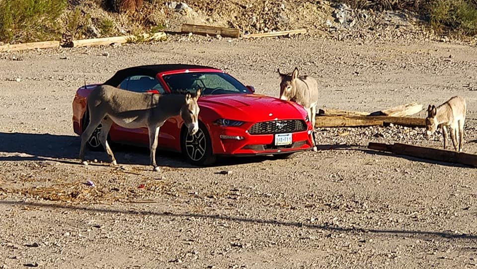 2018 Ford Mustang Convertible